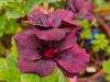 Pelargonium ‘Rembrand’  HORT'IS VIRIDIOS (R)