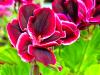 Pelargonium X domesticum 'Yho' HORT'IS VIRIDIOS (R)