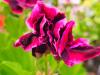 Pelargonium X domesticum 'Yho' HORT'IS VIRIDIOS (R)