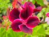 Pelargonium X domesticum 'Yho' HORT'IS VIRIDIOS (R)