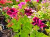 Pelargonium X domesticum 'Yho' HORT'IS VIRIDIOS (R)