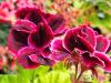Pelargonium X domesticum 'Yho' HORT'IS VIRIDIOS (R)