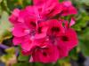 Pelargonium ‘Brunswick'  HORT'IS VIRIDIOS (R)