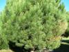 Pinus pinea Pinacées HORT'IS VIRIDIOS (R)