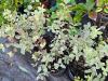 Pittosporum tenuifolium 'Garnettii' HORT'IS VIRIDIOS (R)