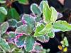 Pittosporum tenuifolium 'Garnettii' HORT'IS VIRIDIOS (R)