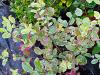 Pittosporum tenuifolium 'Garnettii' HORT'IS VIRIDIOS (R)
