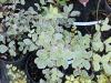 Pittosporum tenuifolium 'Garnettii' HORT'IS VIRIDIOS (R)