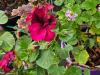 Pelargonium ‘Caprice’  HORT'IS VIRIDIOS (R)