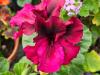 Pelargonium ‘Caprice’  HORT'IS VIRIDIOS (R)
