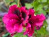 Pelargonium ‘Caprice’  HORT'IS VIRIDIOS (R)