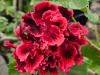 Pelargonium ‘Rimfire’  HORT'IS VIRIDIOS (R)