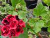 Pelargonium ‘Rimfire’  HORT'IS VIRIDIOS (R)