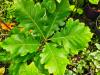 Quercus bicolor HORT'IS VIRIDIOS (R)