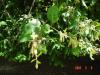 Quercus ilex HORT'IS VIRIDIOS (R)