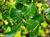 Quercus suber HORT'IS VIRIDIOS (R)
