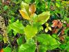 Quercus suber HORT'IS VIRIDIOS (R)