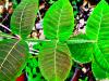 Rhus chinensis  HORT'IS VIRIDIOS (R)