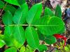 Rhus chinensis  HORT'IS VIRIDIOS (R)