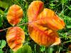 Rhus chinensis  HORT'IS VIRIDIOS (R)
