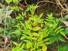 Rubus Cokburnianus ‘Aureus’ HORT'IS VIRIDIOS (R)