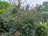 Syringa komarowii subsp.reflexa  HORT'IS VIRIDIOS (R)