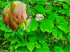 Viburnum betulinum HORT'IS VIRIDIOS (R)