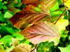 Viburnum betulifolium HORT'IS VIRIDIOS (R)