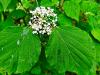 Viburnum betulinum HORT'IS VIRIDIOS (R)