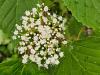 Viburnum betulifolium HORT'IS VIRIDIOS (R)