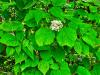Viburnum betulinum HORT'IS VIRIDIOS (R)