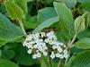 Viburnum buddleifolium HORT'IS VIRIDIOS (R)