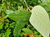 Viburnum buddleifolium HORT'IS VIRIDIOS (R)