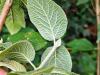 Viburnum lantana HORT'IS VIRIDIOS (R)
