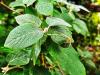 Viburnum lantana HORT'IS VIRIDIOS (R)