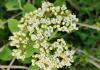 Viburnum lantana HORT'IS VIRIDIOS (R)