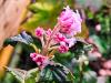 Viburnum farreri Viburnum fragrans HORT'IS VIRIDIOS (R)