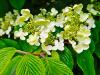 Viburnum plicatum ’Lanarth’ HORT'IS VIRIDIOS (R)