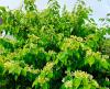 Viburnum plicatum ’Lanarth’ HORT'IS VIRIDIOS (R)