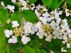 Viburnum plicatum ’Lanarth’ HORT'IS VIRIDIOS (R)