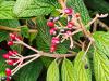 Viburnum rhytidophyllum  HORT'IS VIRIDIOS (R)