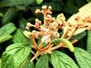Viburnum rhytidophyllum  HORT'IS VIRIDIOS (R)