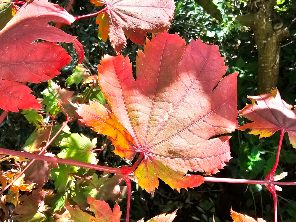 Acer japonicum 'Vitifolium': Superbe arbre de 5 à 8 mètres de haut.  Feuille circulaire ou elliptique, plus profondément divisée que les autres espèces, notamment aconitifolium et avec des couleurs automnales très vives. C3L à 35€. HORT'IS VIRIDIOS