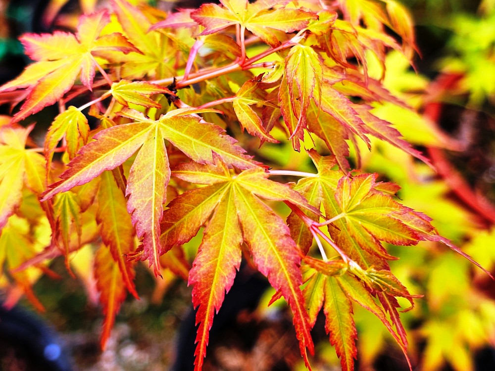 Acer palmatum' 'Katsura': Petit arbuste caduc compact au port arbustif. Jeunes pousses orangées au printemps et petites feuilles palmées dorées en été puis devenant jaunes et orangé en fin de saison. C3L à 35€. HORT'IS VIRIDIOS