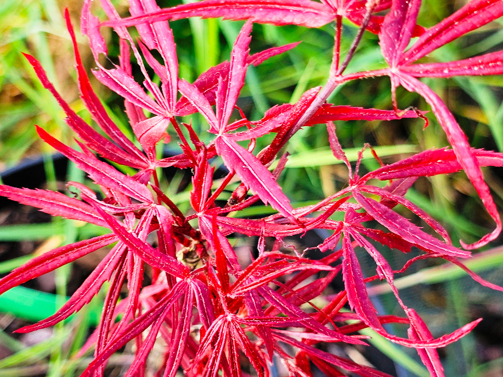 Acer palmatum 'Atrolineare' : Arbuste compact de 4 m ou plus, irrégulièrement ramifié. Les feuilles de couleur bronze, ont des lobes très étroits. La couleur d’automne est jaune attrayant. C’est le plus grand de son groupe. C3L à 35€. HORT'IS VIRIDIOS