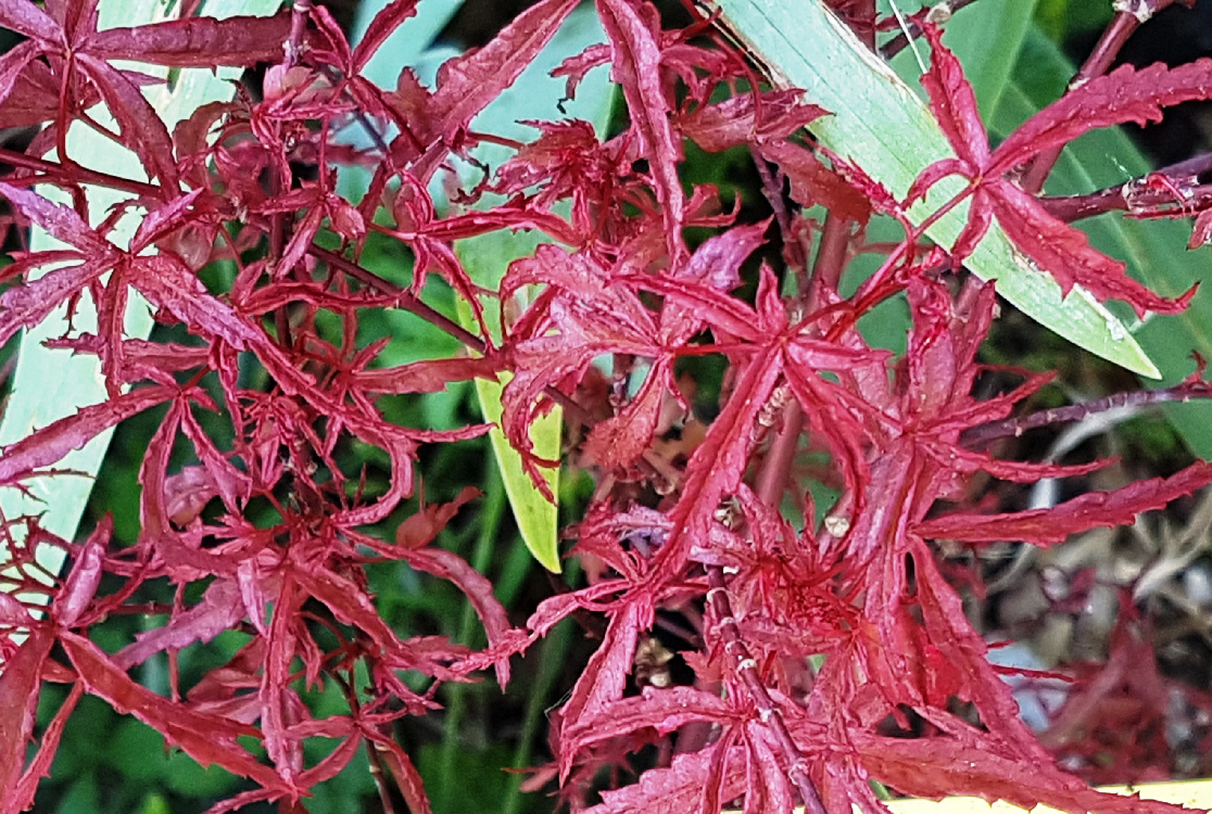 Acer palmatum 'Beni Komachi': Petit arbre caduc compact au port arbustif ramifié à la base possédant des jeunes feuilles et pousses pourpres, découpées et frisées. Couleurs contrastées et  durables à l'automne. C3l à 35€. HORT'IS VIRIDIOS