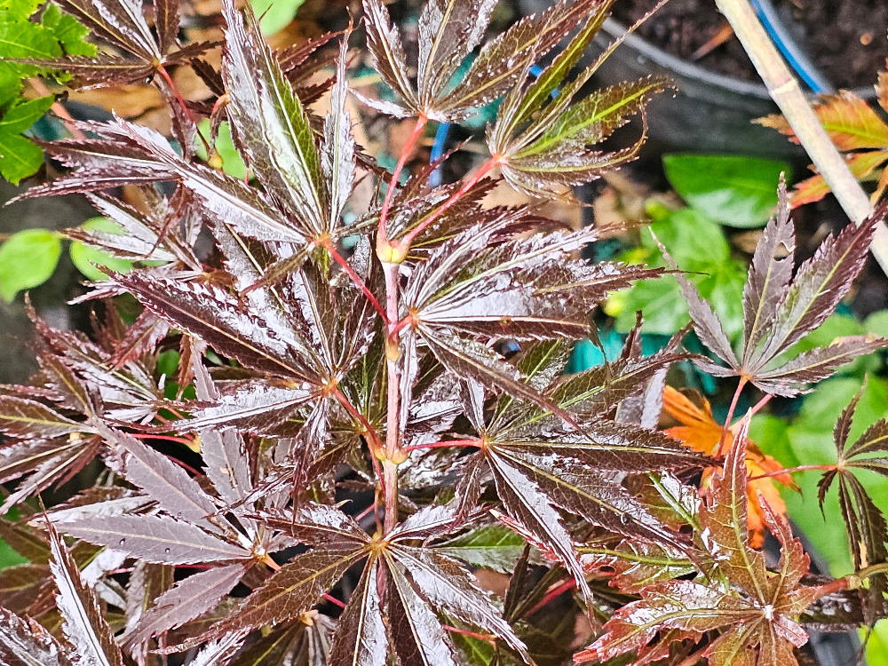 Acer palmatum 'Burgundy Lace':Port arbustif gracieux , atteignant 4 à 6 mètres de hauteur .Feuillage caractéristique du groupe matsumurae, finement dentelé, virant d' une couleur bordeaux au printemps et début d'été puis bronze après. C3l à 35€. HORT'IS VIRIDIOS