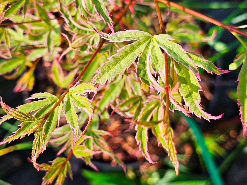 Acer palmatum 'Butterfly': Petit arbre caduc compact au port arbustif et feuilles palmées de couleur verte avec présence de marges blanches et rosés durables et évolutives en automne. C3l à 35€. HORT'IS VIRIDIOS