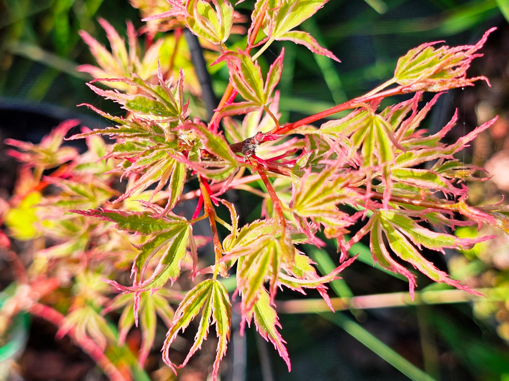 Acer palmatum 'Butterfly': Petit arbre caduc compact au port arbustif et feuilles palmées de couleur verte avec présence de marges blanches et rosés. C3l à 35€. HORT'IS VIRIDIOS