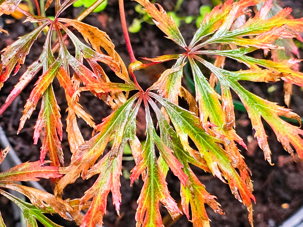 Acer palmatum ' Crimson Princes': Arbre arbustif plutôt rigide, à croissance verticale, 5 à 6 m. Feuilles de 5 à 7 lobes, violet foncé au printemps, plus claire en été mais pas vertes. Dans les climats humides, l’arbre reste violet . C3L à 35€. HORT'IS VIRIDIOS